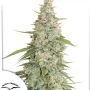 Cannabis seeds Meringue® from Dutch Passion